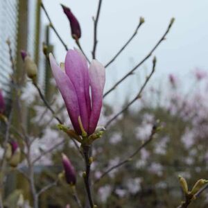 Magnolia 'Susan' 150-175 cm